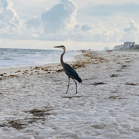 Meet your Posher, Heidi Cruz - Picture 2 of 2